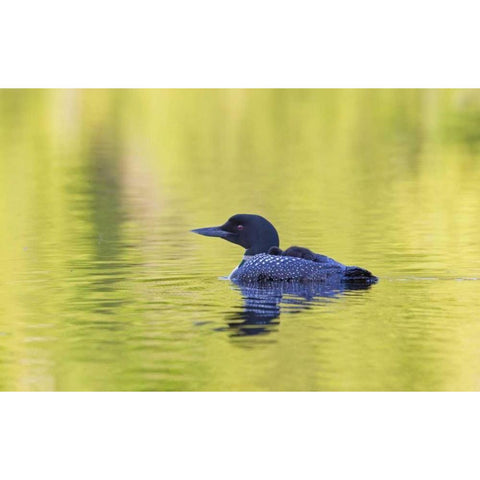 Canada, Quebec, Eastman Common loon with chick Black Modern Wood Framed Art Print by Delisle, Gilles
