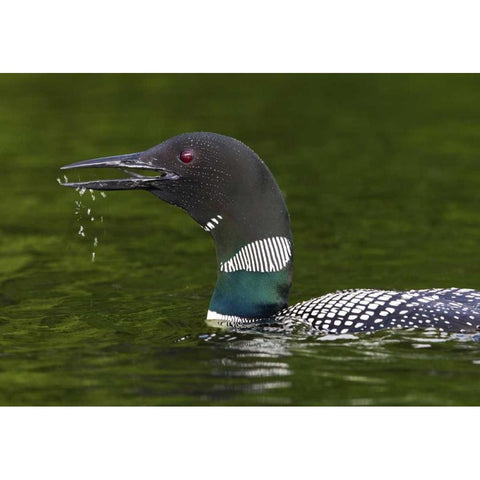 Canada, Quebec, Eastman Common loon calling Black Modern Wood Framed Art Print with Double Matting by Delisle, Gilles