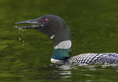 Canada, Quebec, Eastman Common loon calling Black Ornate Wood Framed Art Print with Double Matting by Delisle, Gilles