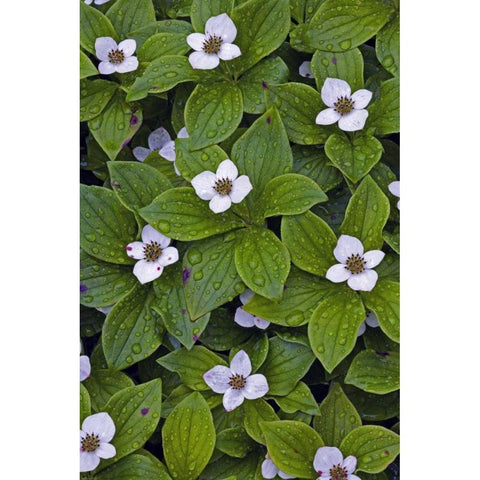 Canada, Quebec, Mingan Bunchberry after rainfall White Modern Wood Framed Art Print by Delisle, Gilles