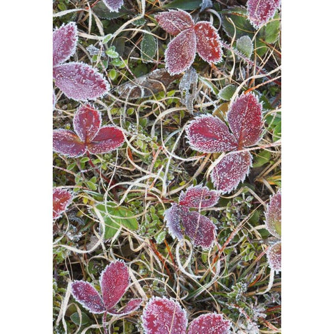 Canada, Quebec Frost-covered strawberry leaves Gold Ornate Wood Framed Art Print with Double Matting by Delisle, Gilles