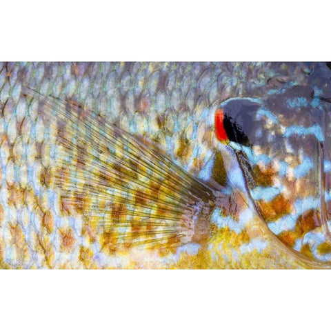 Canada, Quebec, Eastman Pumpkinseed fish Black Modern Wood Framed Art Print by Delisle, Gilles