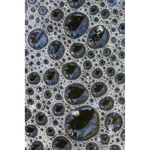 Canada, Quebec Foam caught under ice White Modern Wood Framed Art Print by Delisle, Gilles