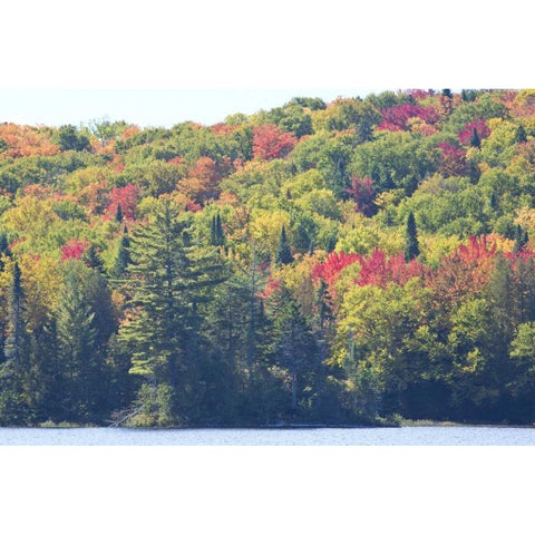 Canada, Quebec Fall colors along Lake Monroe Gold Ornate Wood Framed Art Print with Double Matting by Delisle, Gilles