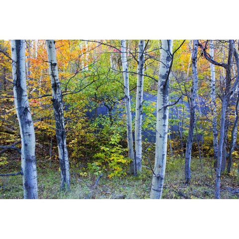 Canada, Quebec Aspen poplar trees and pond Gold Ornate Wood Framed Art Print with Double Matting by Delisle, Gilles