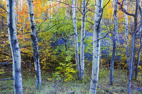 Canada, Quebec Aspen poplar trees and pond Black Ornate Wood Framed Art Print with Double Matting by Delisle, Gilles
