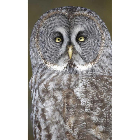 Canada, Quebec, Beauport Great gray owl close-up White Modern Wood Framed Art Print by Delisle, Gilles