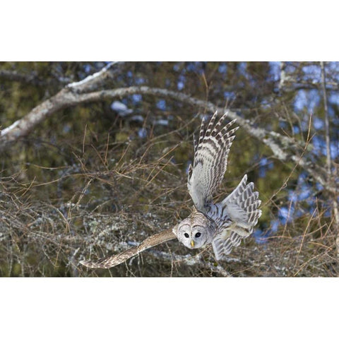Canada, Quebec, Beauport Great gray owl flying Black Modern Wood Framed Art Print by Delisle, Gilles