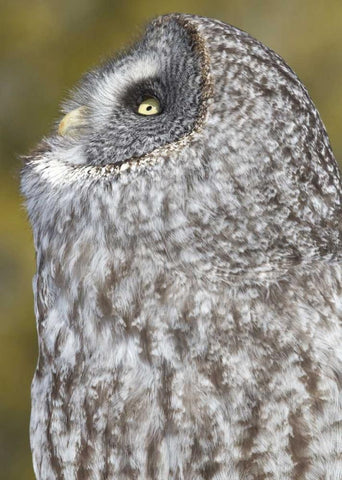 Canada, Quebec, Beauport Great gray owl White Modern Wood Framed Art Print with Double Matting by Delisle, Gilles