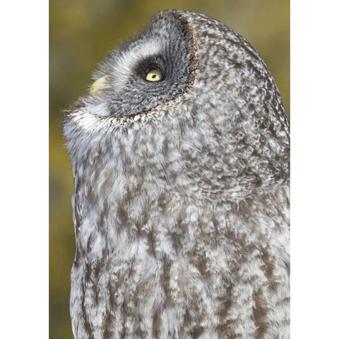 Canada, Quebec, Beauport Great gray owl Black Modern Wood Framed Art Print by Delisle, Gilles