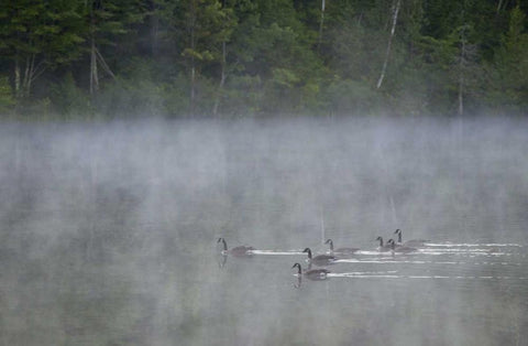 Canada, Quebec Canada geese in fog Black Ornate Wood Framed Art Print with Double Matting by Delisle, Gilles