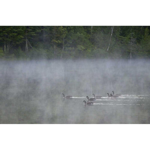 Canada, Quebec Canada geese in fog Black Modern Wood Framed Art Print by Delisle, Gilles
