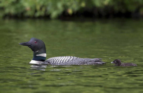 Canada, Quebec, Eastman Common loon with chick White Modern Wood Framed Art Print with Double Matting by Delisle, Gilles