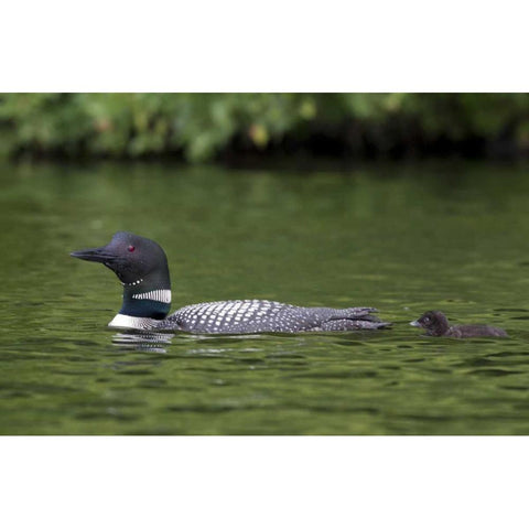 Canada, Quebec, Eastman Common loon with chick Black Modern Wood Framed Art Print by Delisle, Gilles