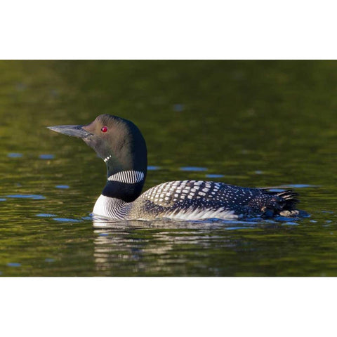 Canada, Quebec, Eastman Common loon swimming Black Modern Wood Framed Art Print by Delisle, Gilles