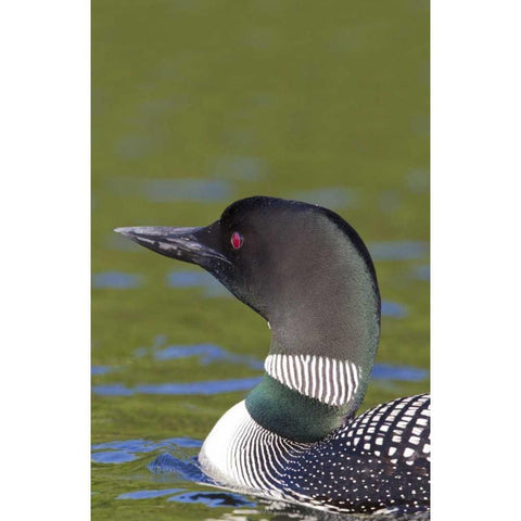 Canada, Quebec, Eastman Common loon in water Black Modern Wood Framed Art Print by Delisle, Gilles