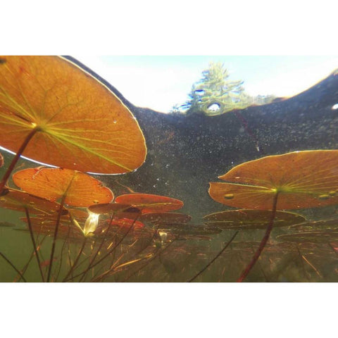Canada, Eastman Underwater view of water lilies Black Modern Wood Framed Art Print by Delisle, Gilles