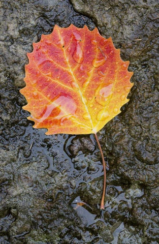 Canada, Quebec, Big tooth aspen leaf after rain White Modern Wood Framed Art Print with Double Matting by Delisle, Gilles