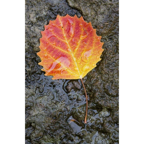 Canada, Quebec, Big tooth aspen leaf after rain White Modern Wood Framed Art Print by Delisle, Gilles