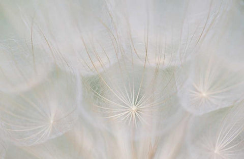 Canada, Quebec, Goats beard seed head White Modern Wood Framed Art Print with Double Matting by Delisle, Gilles