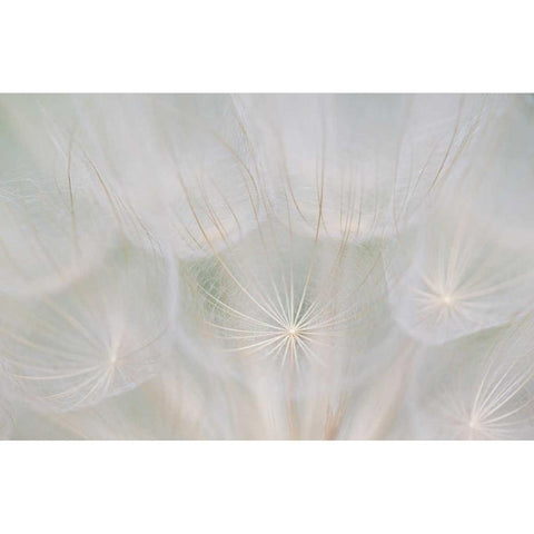 Canada, Quebec, Goats beard seed head Black Modern Wood Framed Art Print by Delisle, Gilles