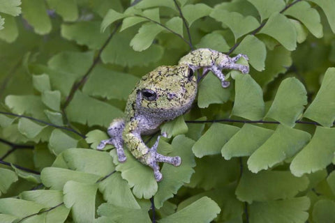 Canada, Quebec, Gray tree frog on maidenhair fern White Modern Wood Framed Art Print with Double Matting by Delisle, Gilles