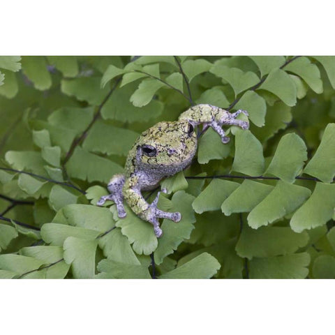 Canada, Quebec, Gray tree frog on maidenhair fern Black Modern Wood Framed Art Print by Delisle, Gilles