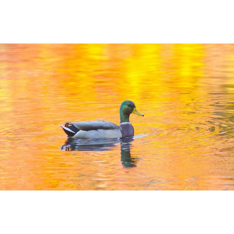 Canada, Quebec, Mallard drake swimming Black Modern Wood Framed Art Print by Delisle, Gilles