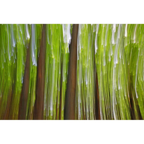 Canada, Quebec Maple grove abstract at sunset Gold Ornate Wood Framed Art Print with Double Matting by Delisle, Gilles