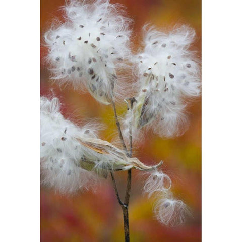 Canada, Quebec, Milkweed releasing seeds Black Modern Wood Framed Art Print with Double Matting by Delisle, Gilles