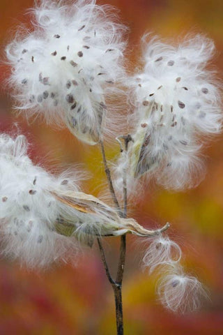 Canada, Quebec, Milkweed releasing seeds White Modern Wood Framed Art Print with Double Matting by Delisle, Gilles