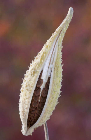Canada, Quebec, Mt St-Bruno Park Milkweed seed Black Ornate Wood Framed Art Print with Double Matting by Delisle, Gilles