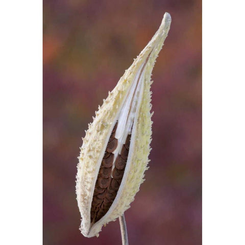 Canada, Quebec, Mt St-Bruno Park Milkweed seed Black Modern Wood Framed Art Print by Delisle, Gilles