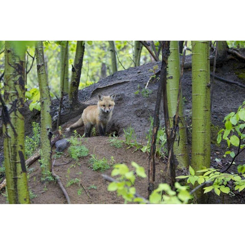 Canada, Mt St-Bruno Park Red fox kit at den site Black Modern Wood Framed Art Print with Double Matting by Delisle, Gilles