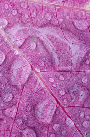 Canada, Quebec, Rain water on red maple leaf White Modern Wood Framed Art Print with Double Matting by Delisle, Gilles