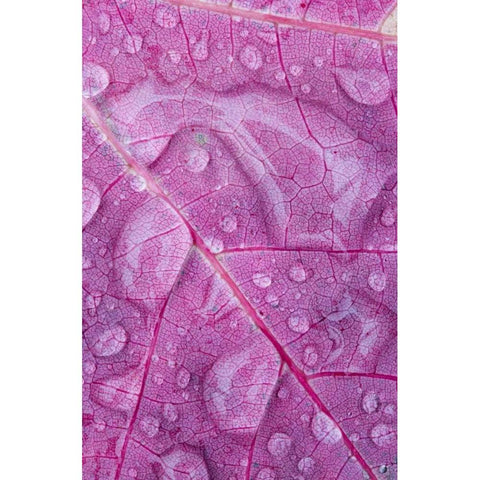 Canada, Quebec, Rain water on red maple leaf Black Modern Wood Framed Art Print by Delisle, Gilles