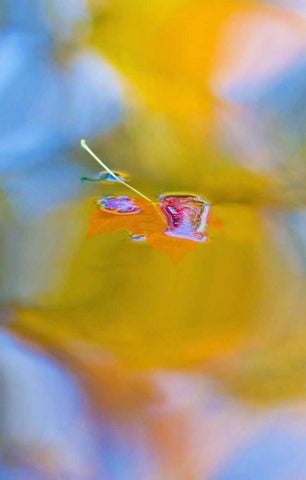 Canada, Quebec, Red maple leaf on autumn pool White Modern Wood Framed Art Print with Double Matting by Delisle, Gilles