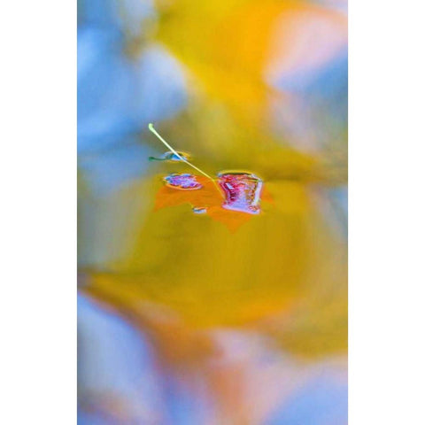 Canada, Quebec, Red maple leaf on autumn pool Black Modern Wood Framed Art Print by Delisle, Gilles