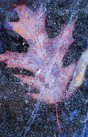 Canada, Quebec, Red oak leaf under lake ice White Modern Wood Framed Art Print with Double Matting by Delisle, Gilles