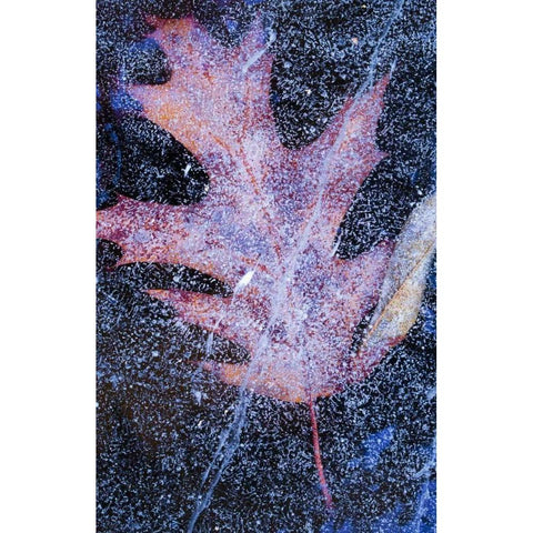 Canada, Quebec, Red oak leaf under lake ice Black Modern Wood Framed Art Print with Double Matting by Delisle, Gilles