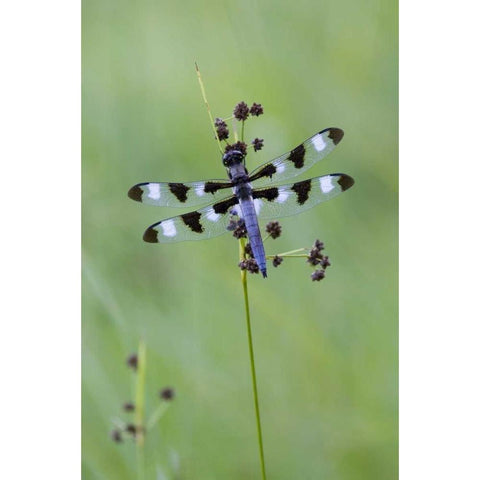Canada, Quebec, Twelve-spot skimmer Black Modern Wood Framed Art Print by Delisle, Gilles