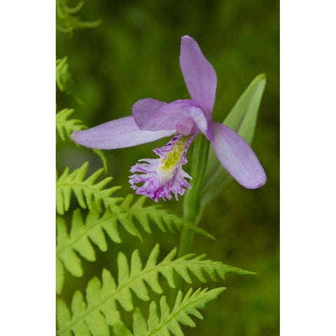 Canada, Quebec, Snake-mouth orchid Gold Ornate Wood Framed Art Print with Double Matting by Delisle, Gilles