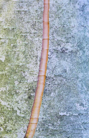 Canada, Quebec, Split paper birch bark detail Black Ornate Wood Framed Art Print with Double Matting by Delisle, Gilles