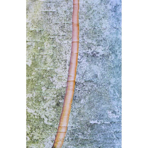 Canada, Quebec, Split paper birch bark detail Black Modern Wood Framed Art Print by Delisle, Gilles
