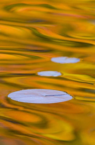 Canada, Quebec, Water lily pad and fall colors White Modern Wood Framed Art Print with Double Matting by Delisle, Gilles