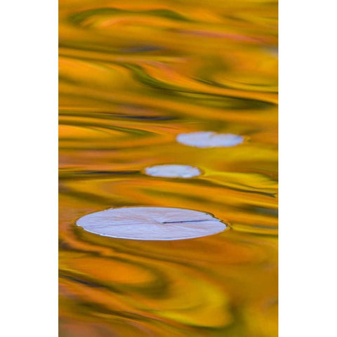 Canada, Quebec, Water lily pad and fall colors White Modern Wood Framed Art Print by Delisle, Gilles