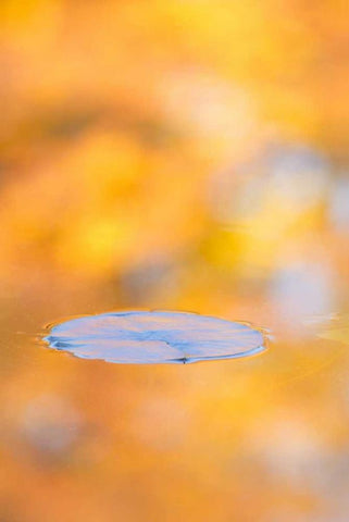Canada, Quebec, Water lily pad and fall colors White Modern Wood Framed Art Print with Double Matting by Delisle, Gilles