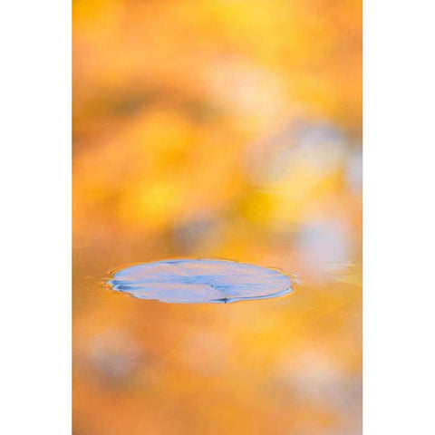 Canada, Quebec, Water lily pad and fall colors Black Modern Wood Framed Art Print by Delisle, Gilles