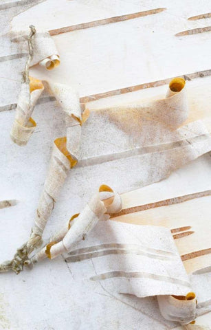 Canada, Mt St-Bruno Park White birch bark detail White Modern Wood Framed Art Print with Double Matting by Delisle, Gilles