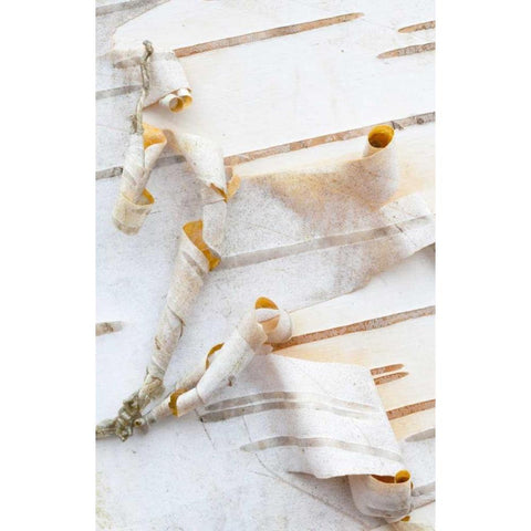 Canada, Mt St-Bruno Park White birch bark detail Black Modern Wood Framed Art Print by Delisle, Gilles